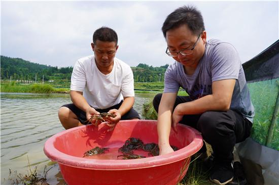贵州锦屏稻渔综合种养水产养殖产值提升