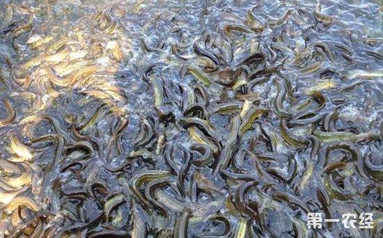 水产养殖:泥鳅和黄鳝套养技术