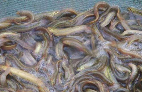 泥鳅种苗-产品展示-海洋水产养殖