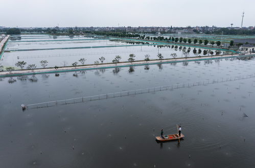 浙江湖州 推进特色生态水产养殖 助力乡村共同富裕